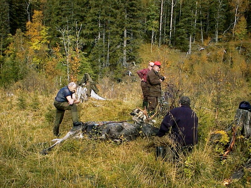 2004 Okse Vennadalen_5.jpg - Trygve drev ut oksen fra gruppen vest i Vennadalen